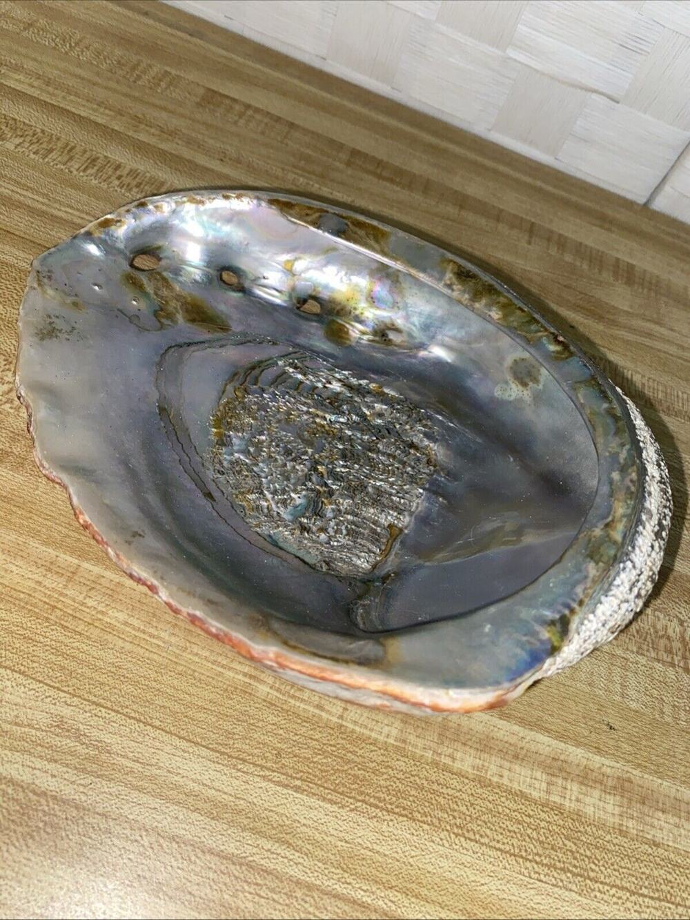 Giant Abalone Extra Large 8” Pacific Red Abalone Mother of Pearl